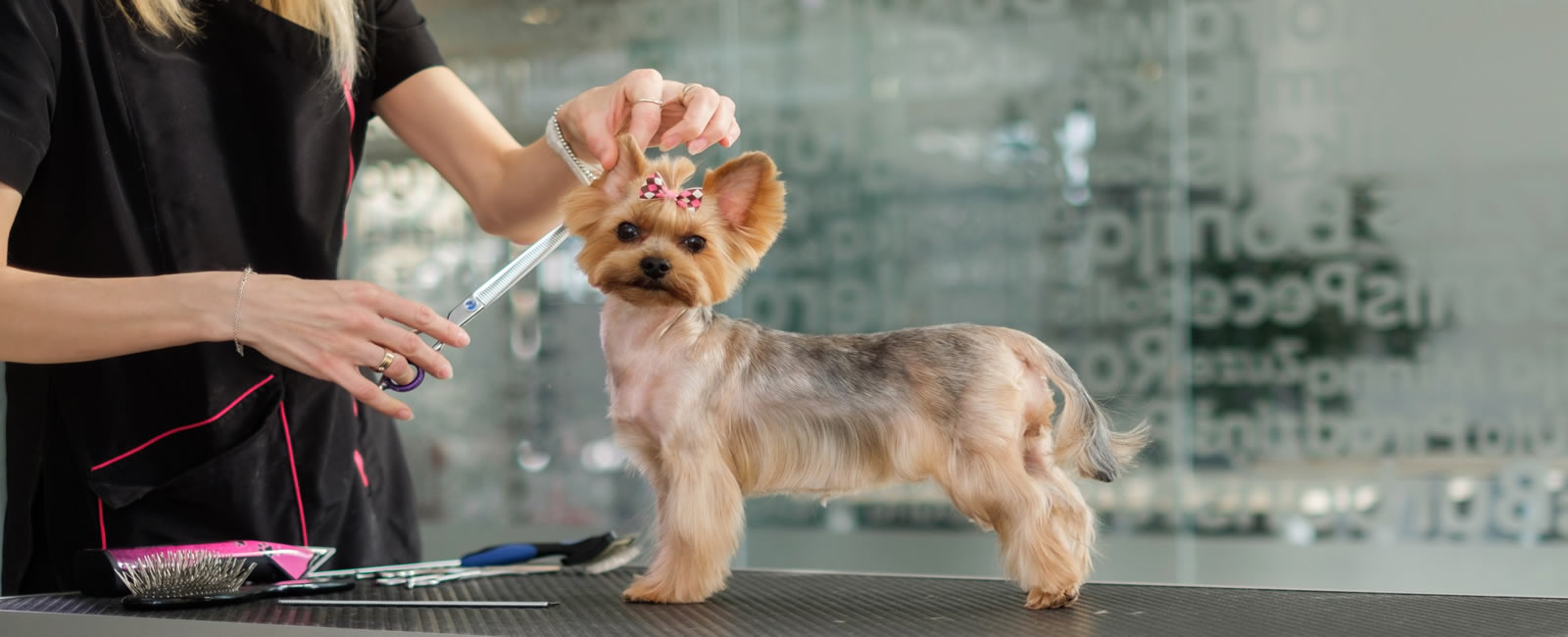 Peluquería Canina y Felina ZOE